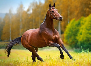 Пазли Осінній вітер, 180 елементів, Castorland