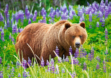 Пазли Ведмідь на лузі, 500 елементів, Castorland