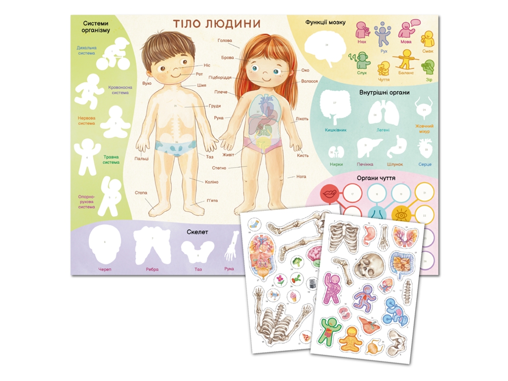 Навчальний постер з наклейками Тіло людини XL, DoDo 300901