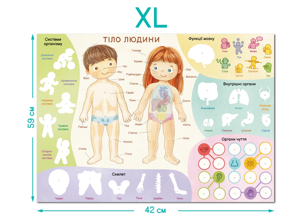 Навчальний постер з наклейками Тіло людини XL, DoDo 300901