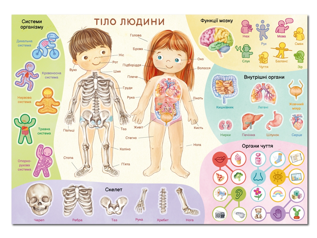 Навчальний постер з наклейками Тіло людини XL, DoDo 300901