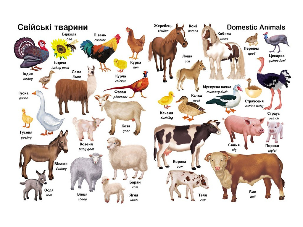 Книга для детей "Первые слова. Животные + английский", от 1 года, Пегас