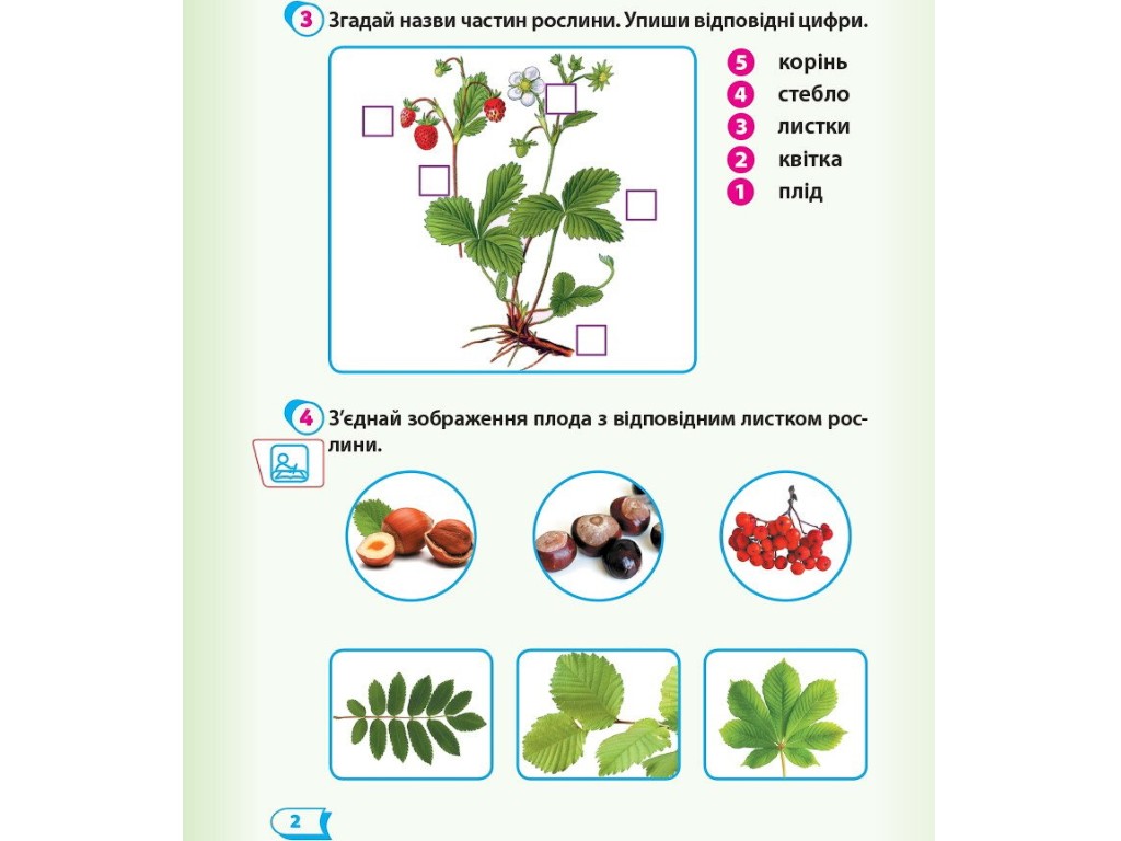 Рабочая тетрадь "Я исследую мир", 1 класс НУШ часть 2, А. Назаренко, Ранок