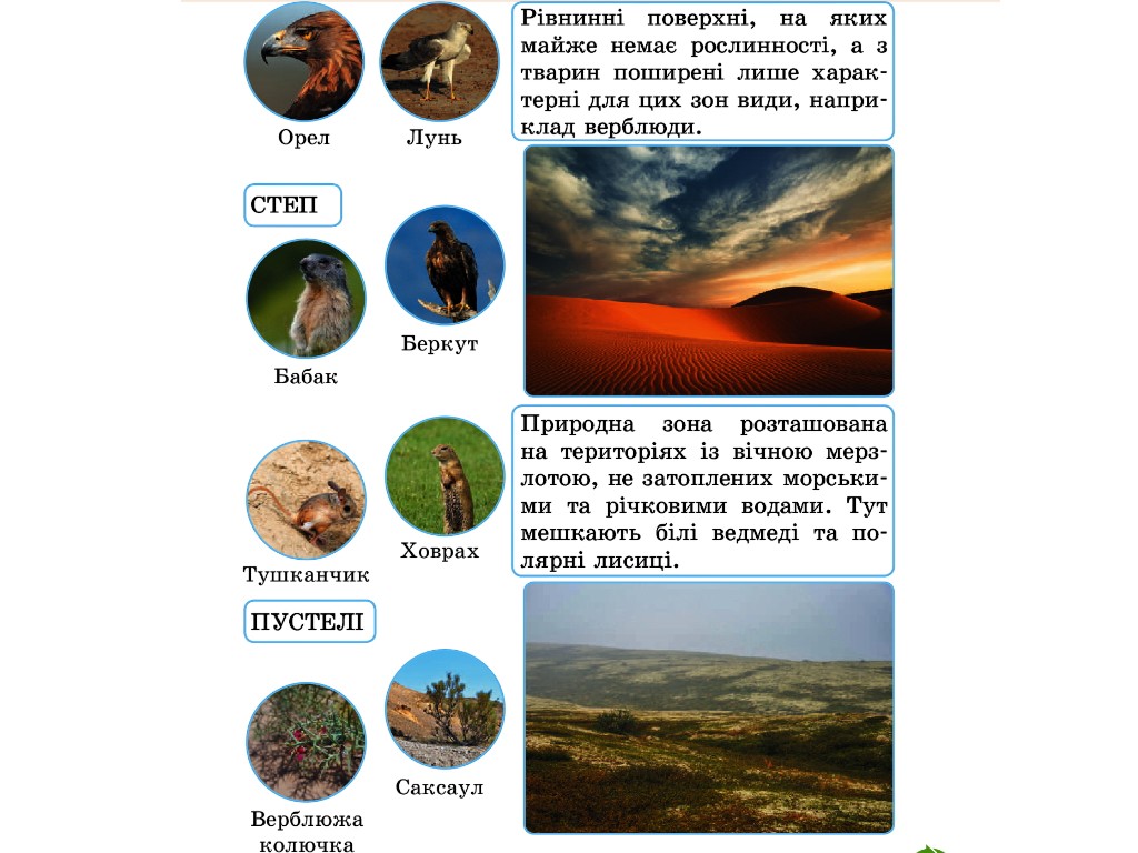 Робочий зошит "Основи екології", 4 клас НУШ, І. Гусельникова, Ранок