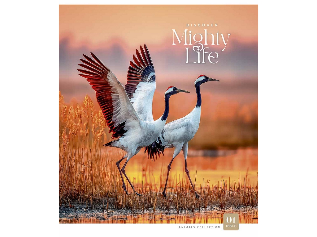Зошит загальний у клітинку Star Mighty life 096-3761K, 96 аркушів, мікс, ціна за 1шт