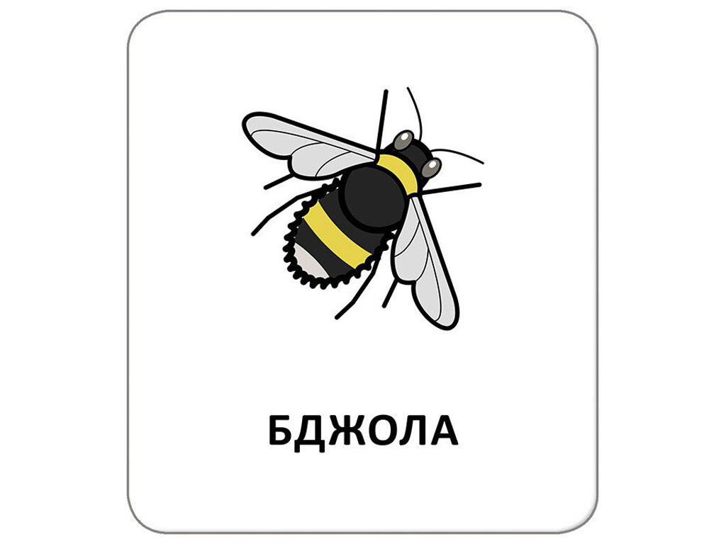 Картки з піктограмами "Тварини",  набір для розвитку мовлення та комунікації, Кенгуру