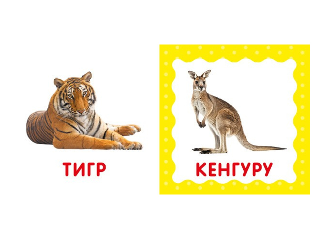 Первая книга малыша Дикие животные, 110х110 мм, ZIRKA
