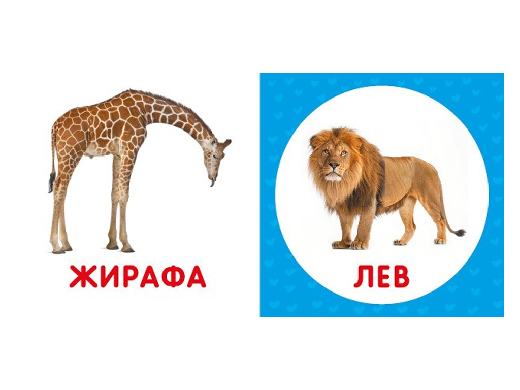 Первая книга малыша Дикие животные, 110х110 мм, ZIRKA