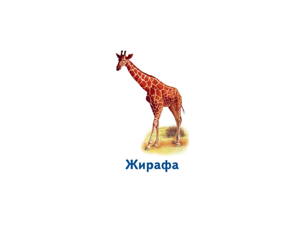 Ігри Парочки, Світ тварин, Ранок