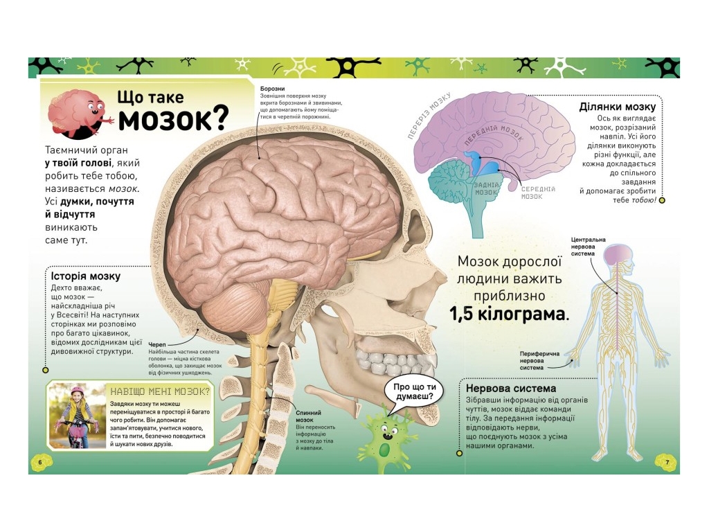 Расширение мировоззрения головокружительный мозг, Импульсивные нейроны, Ранок