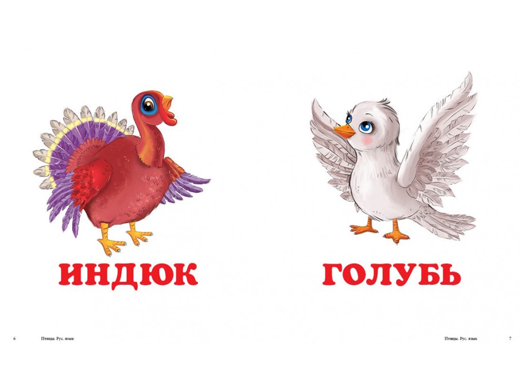 Детская книжка-картонка Окружающий мир, Птицы Пегас