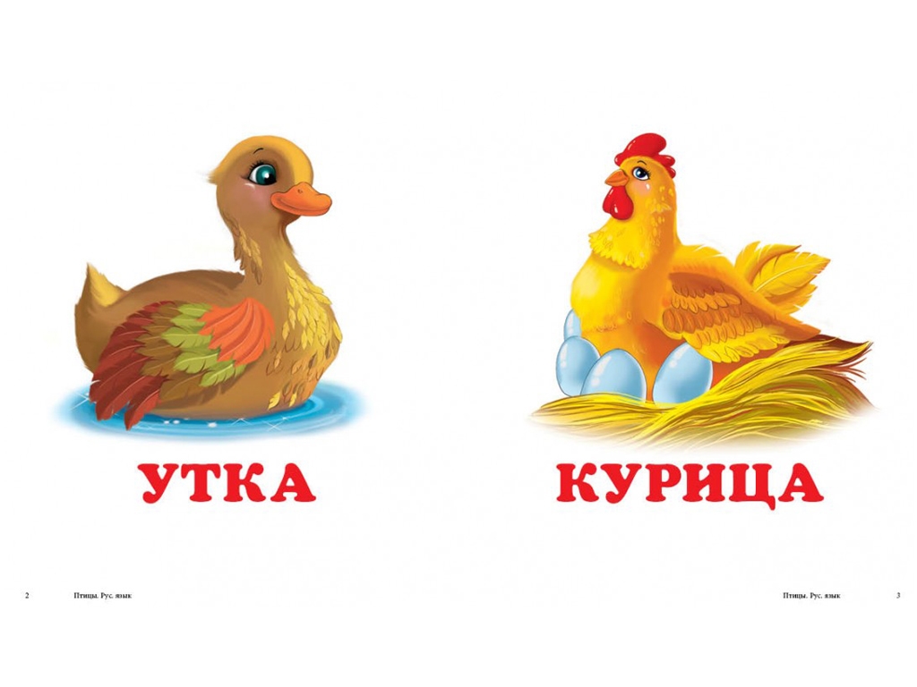 Детская книжка-картонка Окружающий мир, Птицы Пегас
