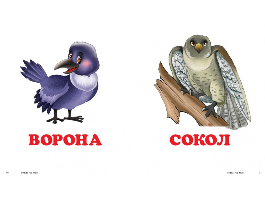 Детская книжка-картонка Окружающий мир, Птицы Пегас
